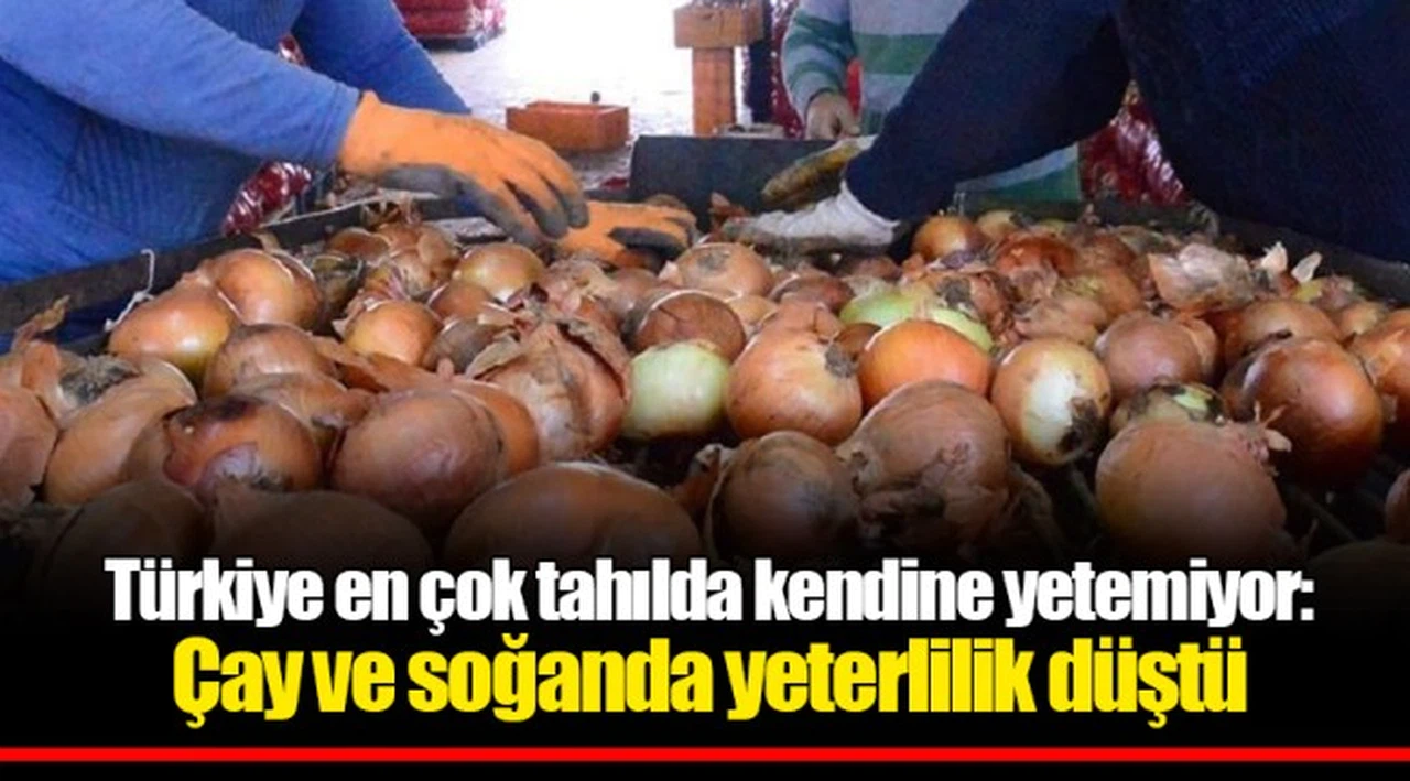 Türkiye en çok tahılda kendine yetemiyor: Çay ve soğanda yeterlilik düştü