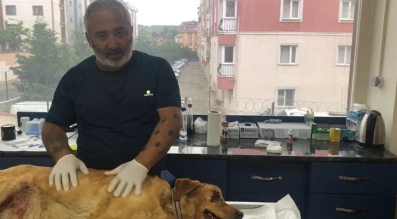 Gözleri oyulduğu iddia edilen köpek kanser hastası çıktı