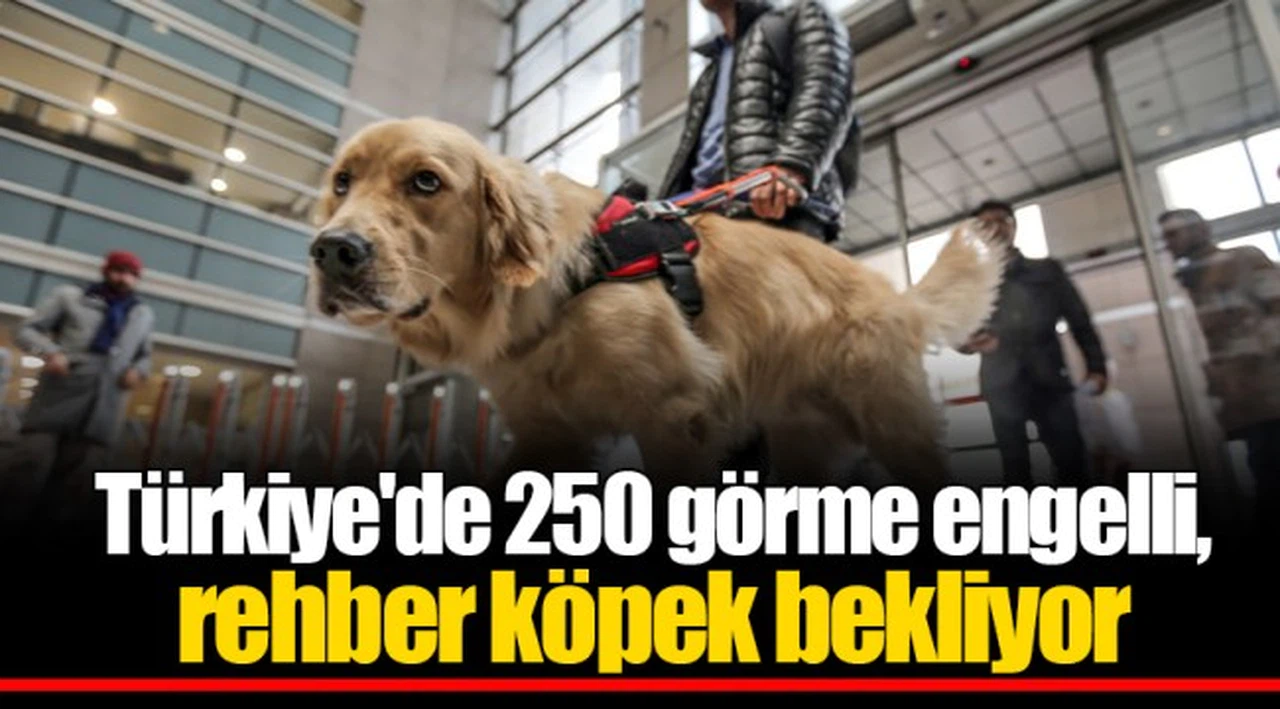 Türkiye'de 250 görme engelli, rehber köpek bekliyor