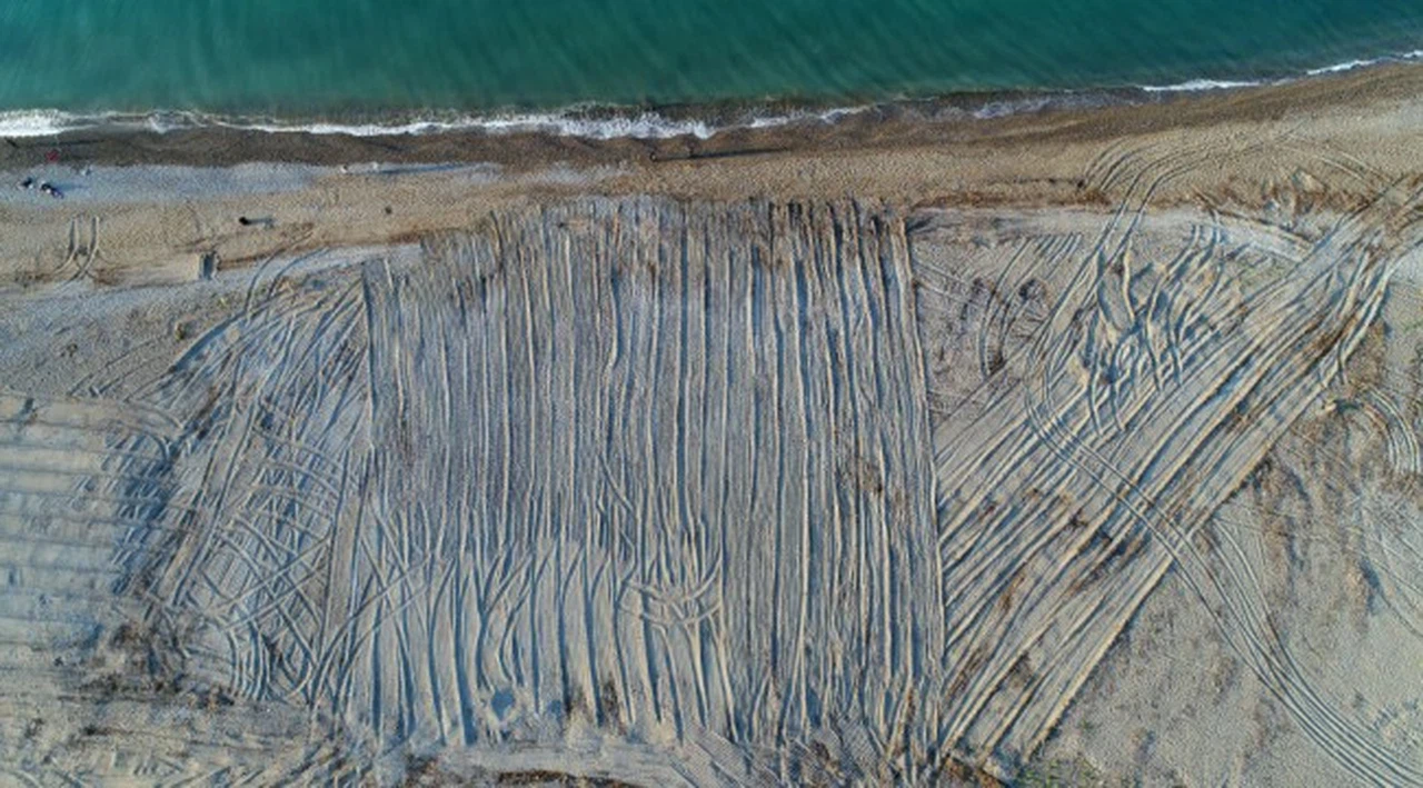 Antalya'da tarla gibi sürülen caretta caretta kumsalında kaybolan yuva sayısı 100'ü geçti