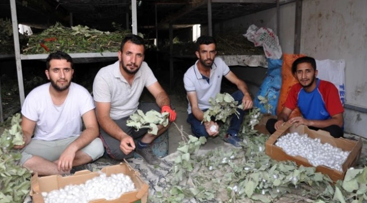 Atanamayınca ipek böceği işine girdiler, aylık 20 bin lira kazanıyorlar