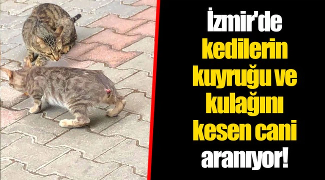 İzmir'de kedilerin kuyruğu ve kulağını kesen cani aranıyor!