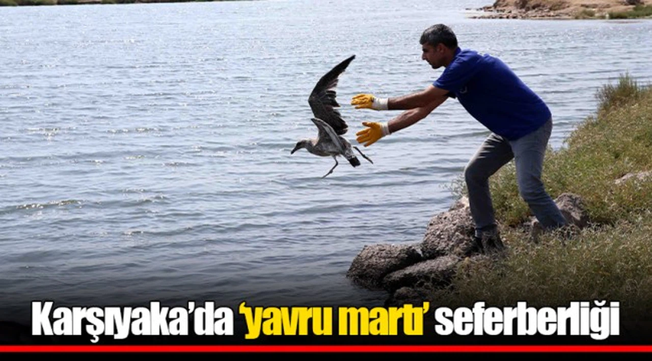 Karşıyaka’da ‘yavru martı’ seferberliği