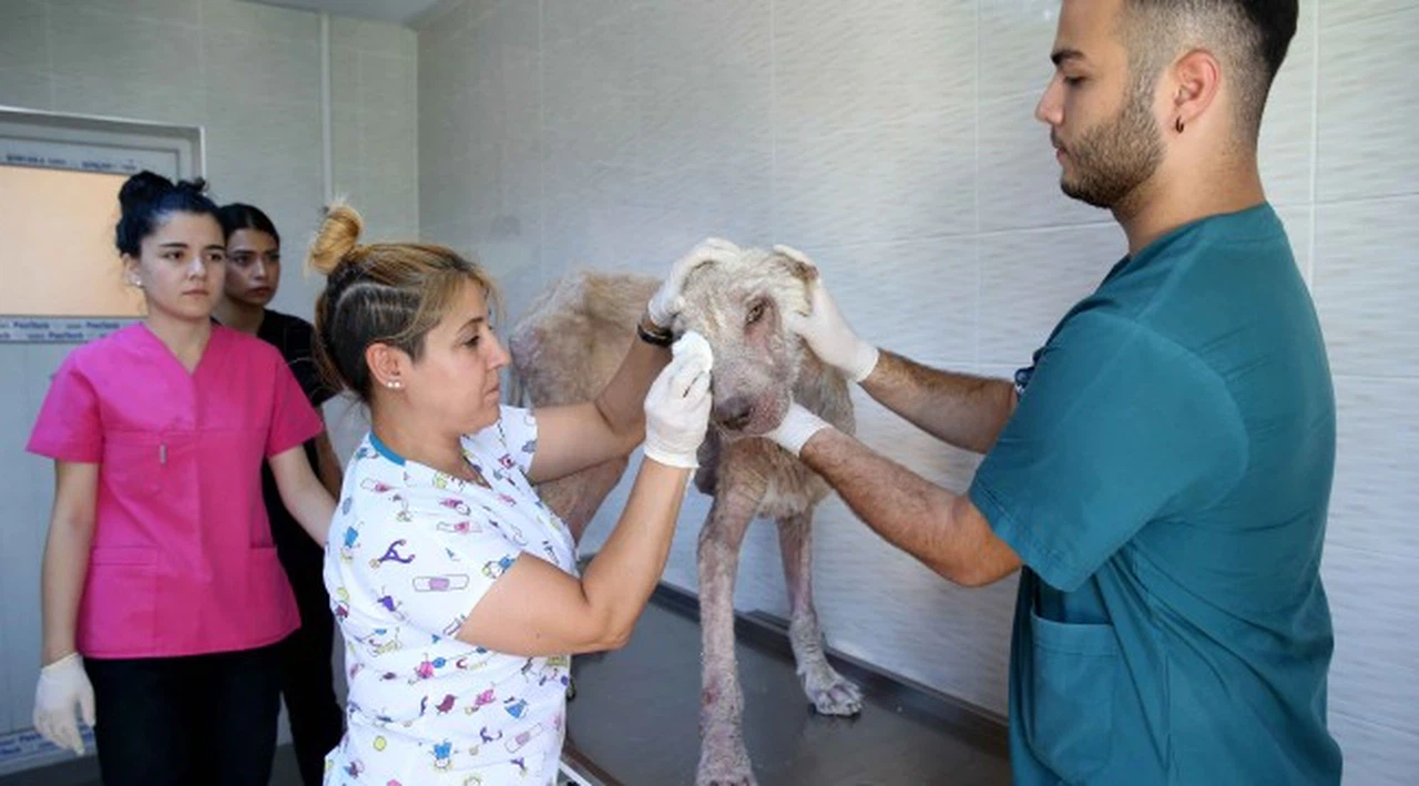 Hasta köpeği kucağında taşıyıp hayata döndürdü