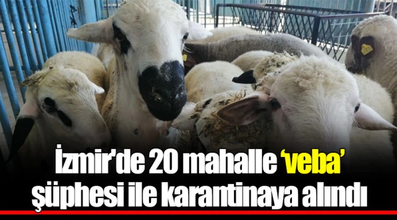 İzmir'de 20 mahalle ‘veba’ şüphesi ile karantinaya alındı