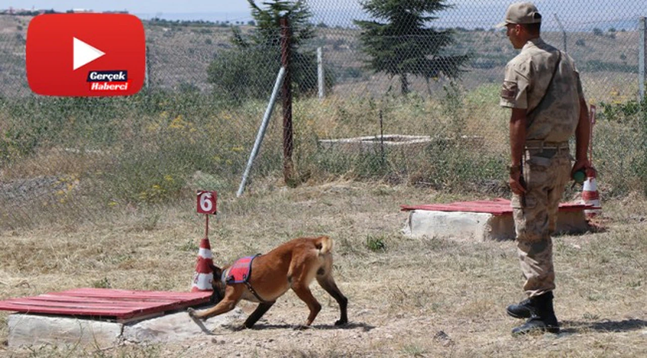 Hayat kurtaran köpekler 16 haftalık eğitimden geçiriliyor