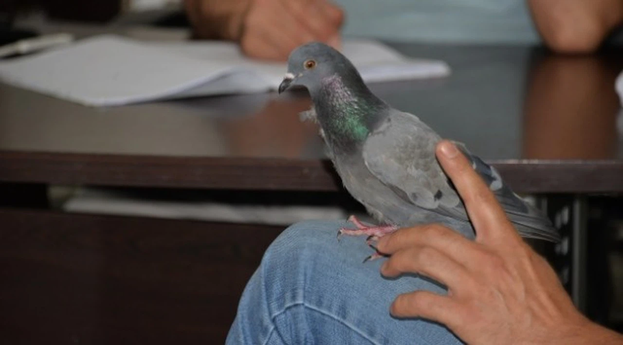 Kanadı kırık güvercine sahip çıktılar, 2,5 yıldır çiçekçi de yaşıyor
