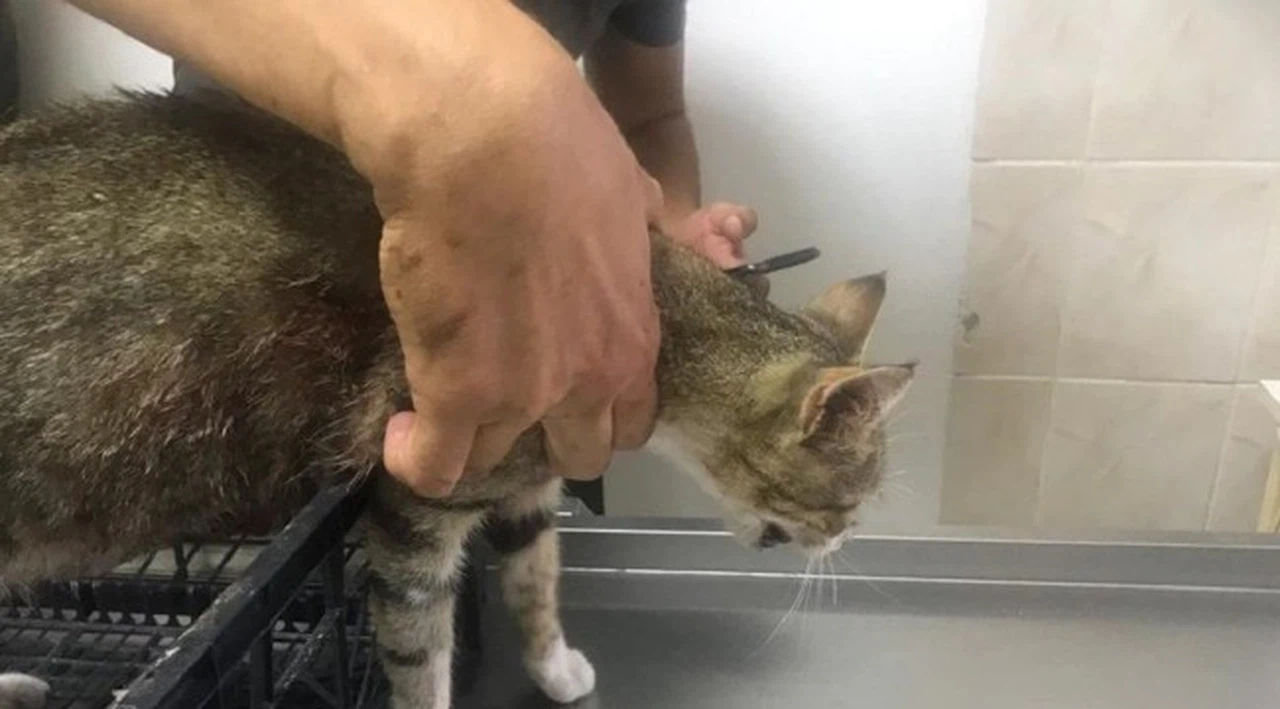 Pitbullun saldırdığı hamile kedi öldü, köpeğin sahibine 7 bin TL ceza verildi