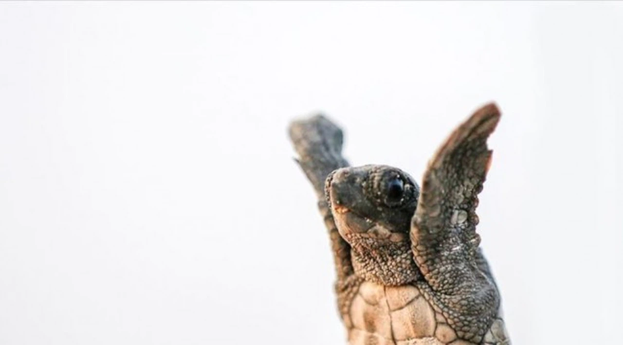 Sağlık Bakanlığı’ndan sağlıklı yaşam için caretta carettalar videosu