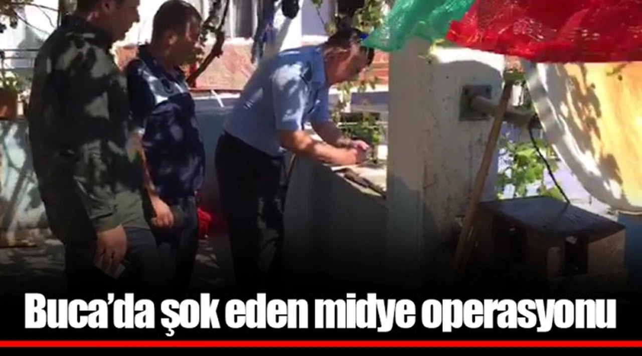 Buca’da şok eden midye operasyonu 