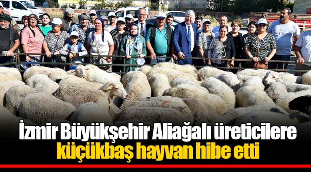 İzmir Büyükşehir Aliağalı üreticilere küçükbaş hayvan hibe etti
