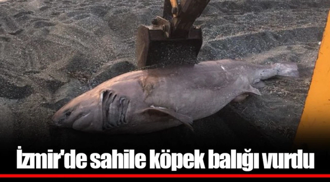 İzmir'de sahile köpek balığı vurdu