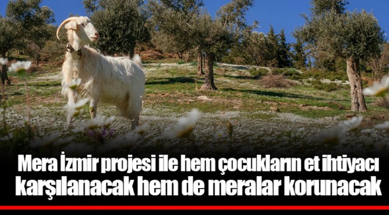 Mera İzmir projesi ile hem çocukların et ihtiyacı karşılanacak hem de meralar korunacak