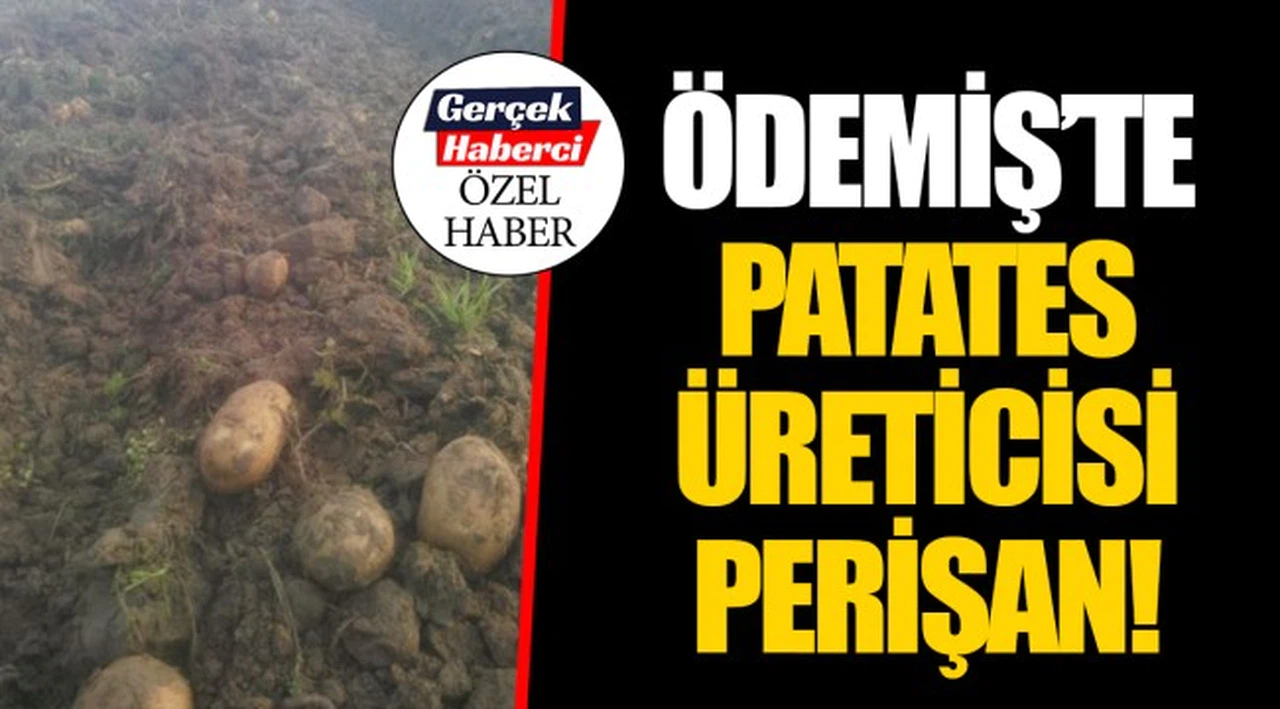 ÖDEMİŞ'TE PATATES ÜRETİCİSİ PERİŞAN!