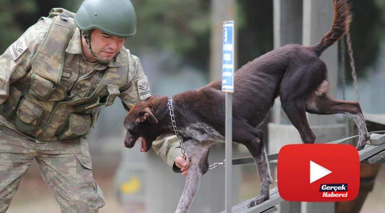 Sınır ötesi operasyonlara yerli ırk köpek