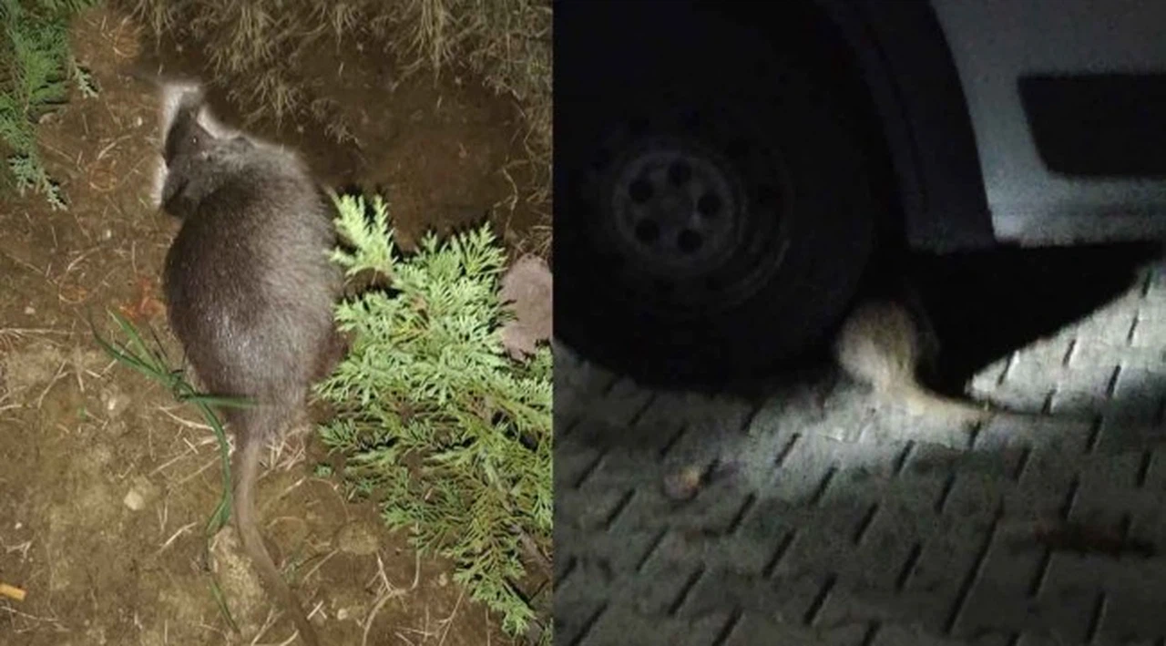 Su maymunu gören vatandaş hem korktu hem şaşırdı
