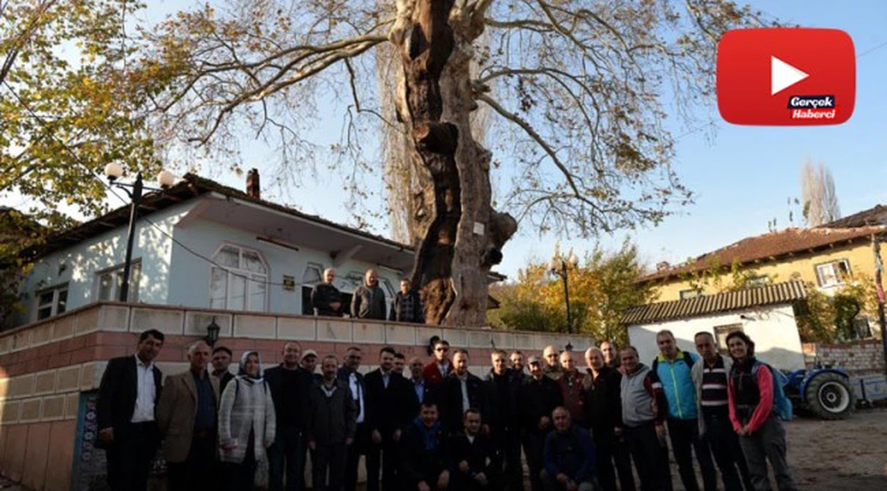Bu ağaç tam 570 yaşında