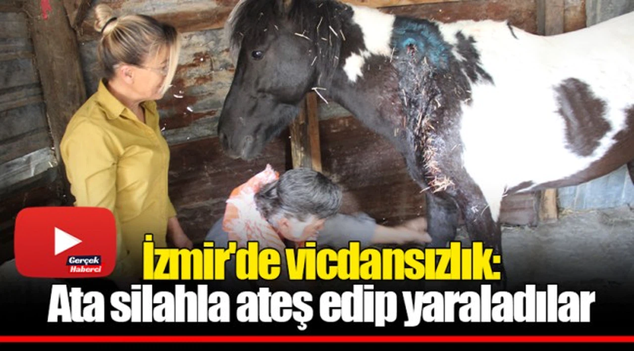 İzmir'de vicdansızlık: Ata silahla ateş edip yaraladılar