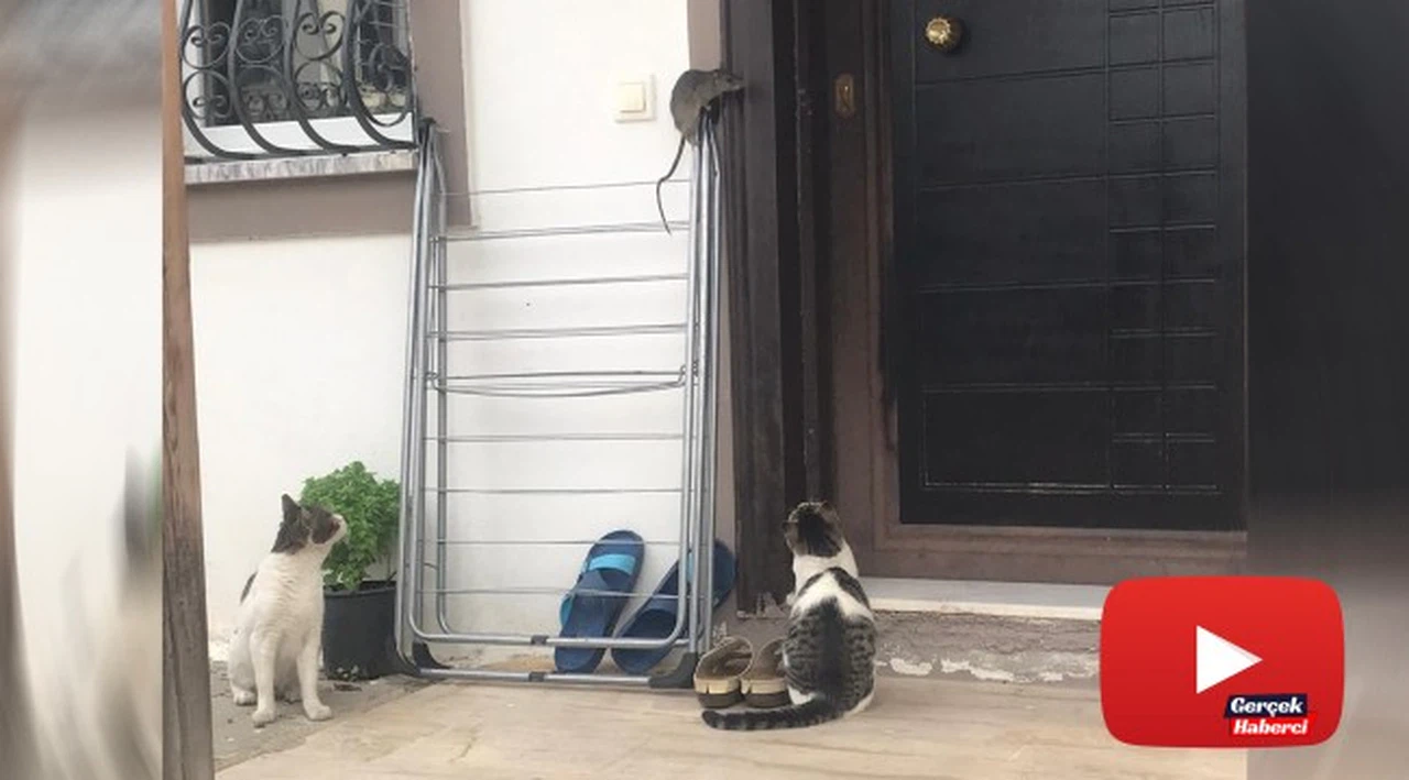 Kedilerden kaçan fare çamaşır asacağında bekledi