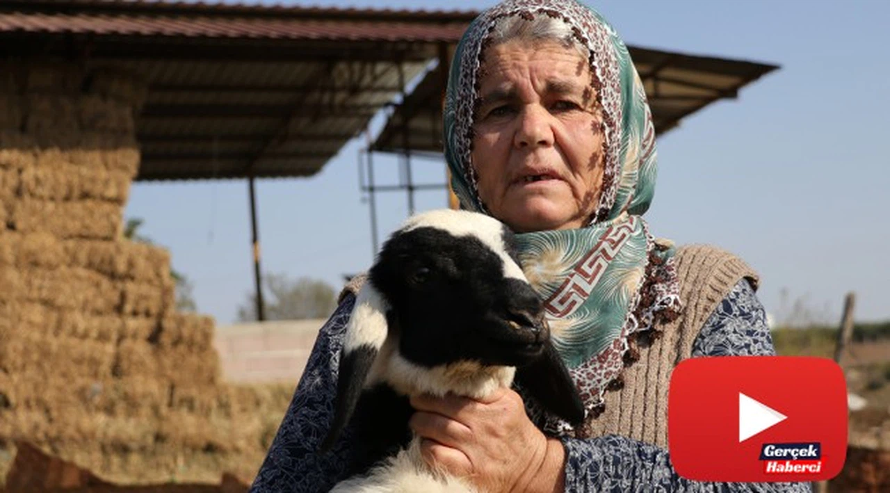 Koyunları çalınan Ayşe teyze, 'Koyunlarımı geri getirsinler' diye gözyaşı döktü