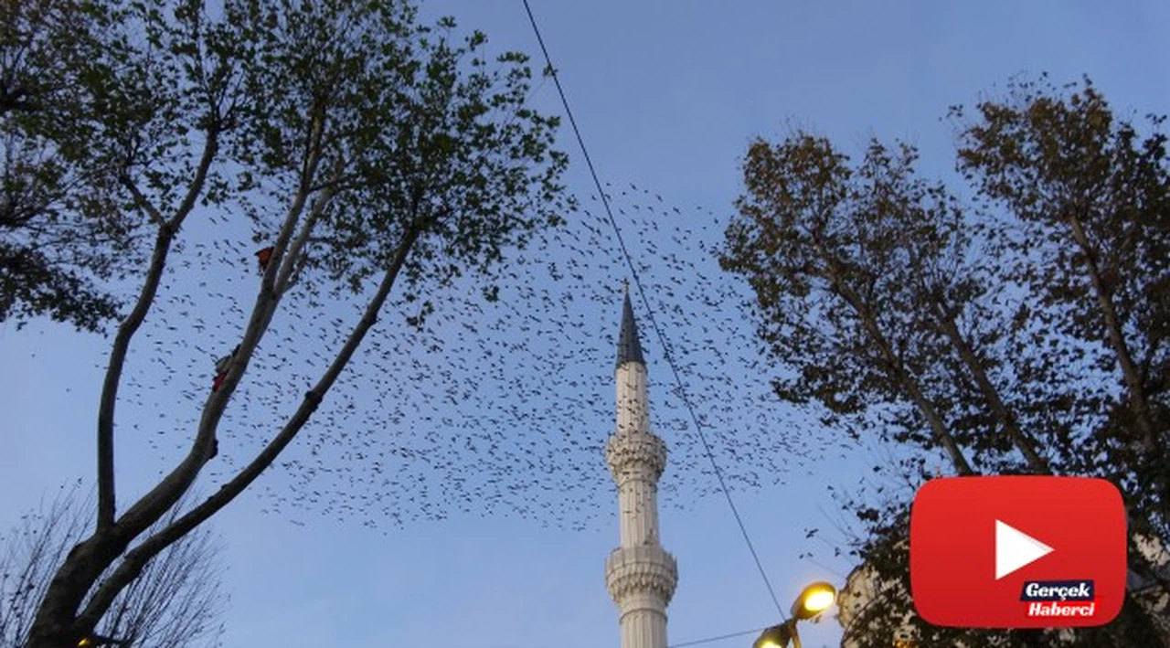 Sığırcık kuşları gökyüzünü adeta bulut gibi kapladı