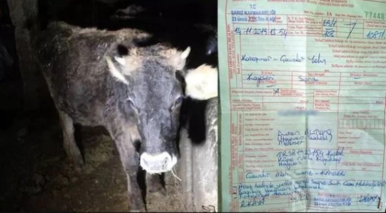 İneğe trafik cezası yazıldı: Ehliyetini alacağız!