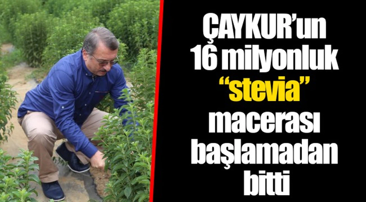 ÇAYKUR’un 16 milyonluk “stevia” macerası başlamadan bitti