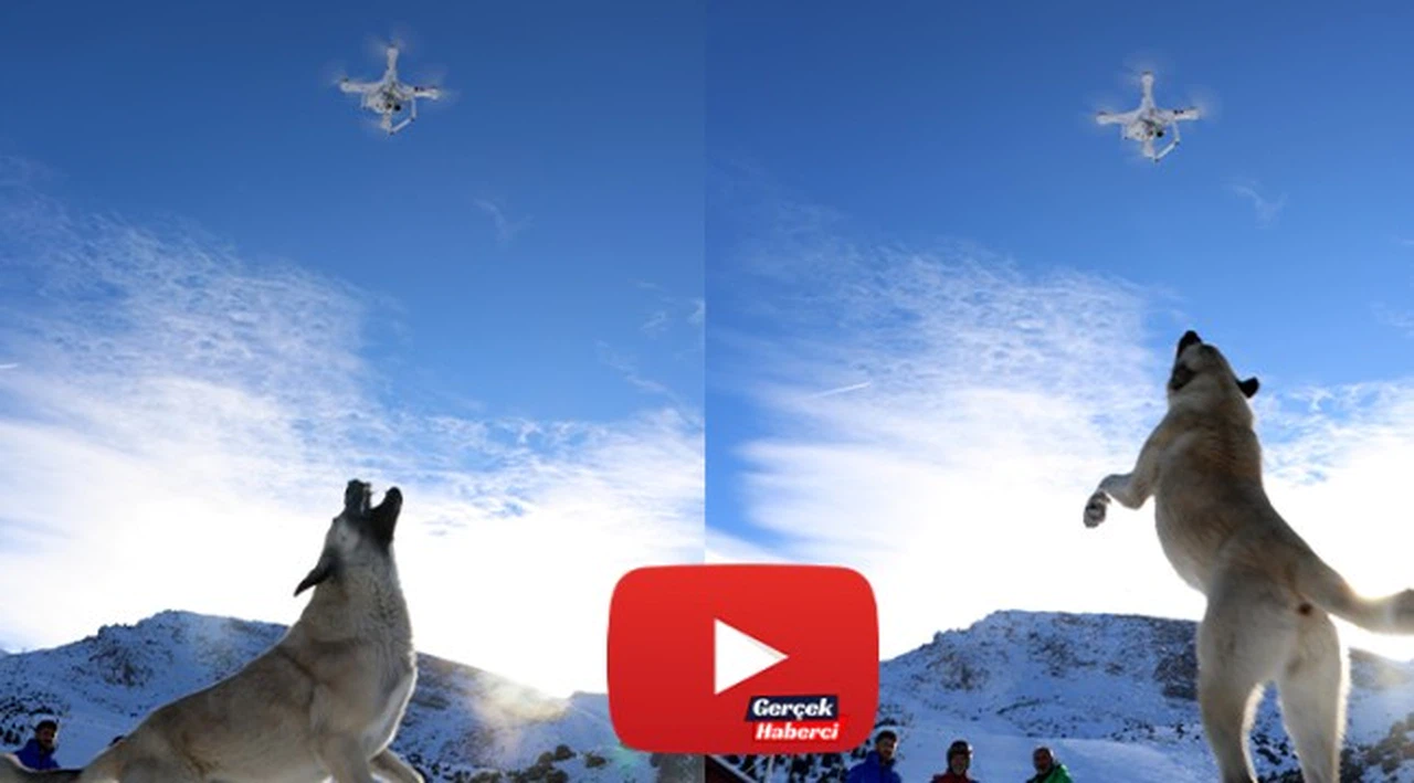 Havadaki droneyi yakalamaya çalışan köpek ilginç görüntü oluşturdu