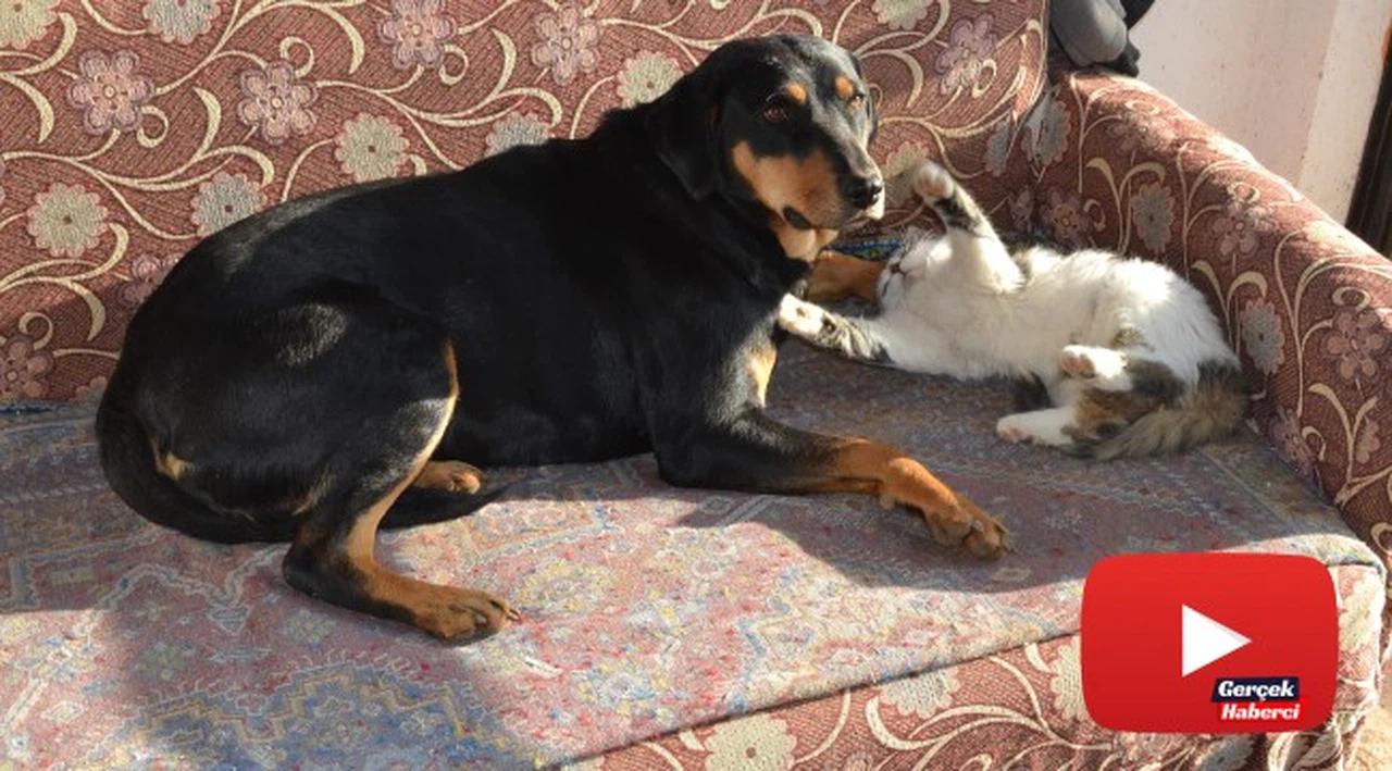 Kedi ile köpeğin dostluğu görenleri şaşırtıyor