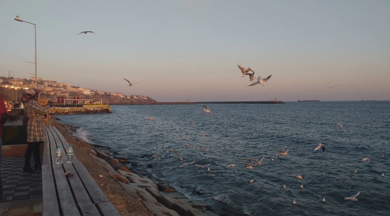 Martılar simit kapmak için havada yarıştı