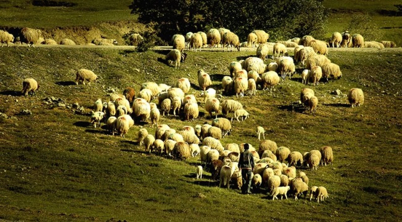 Tarım ve Orman Bakanlığı'ndan depremde hayvanları telef olan vatandaşlara destek