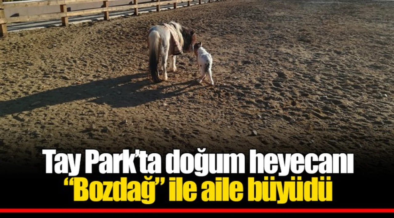 Tay Park’ta doğum heyecanı  “Bozdağ” ile aile büyüdü