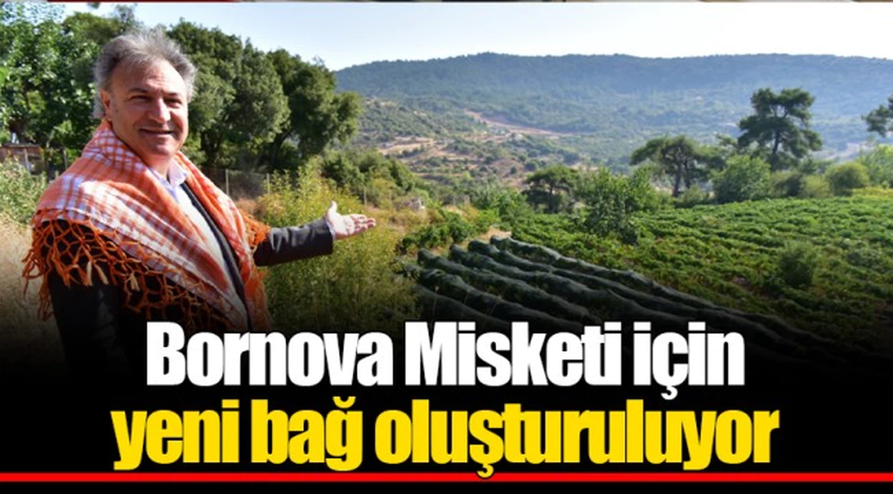 Bornova Misketi için yeni bağ oluşturuluyor