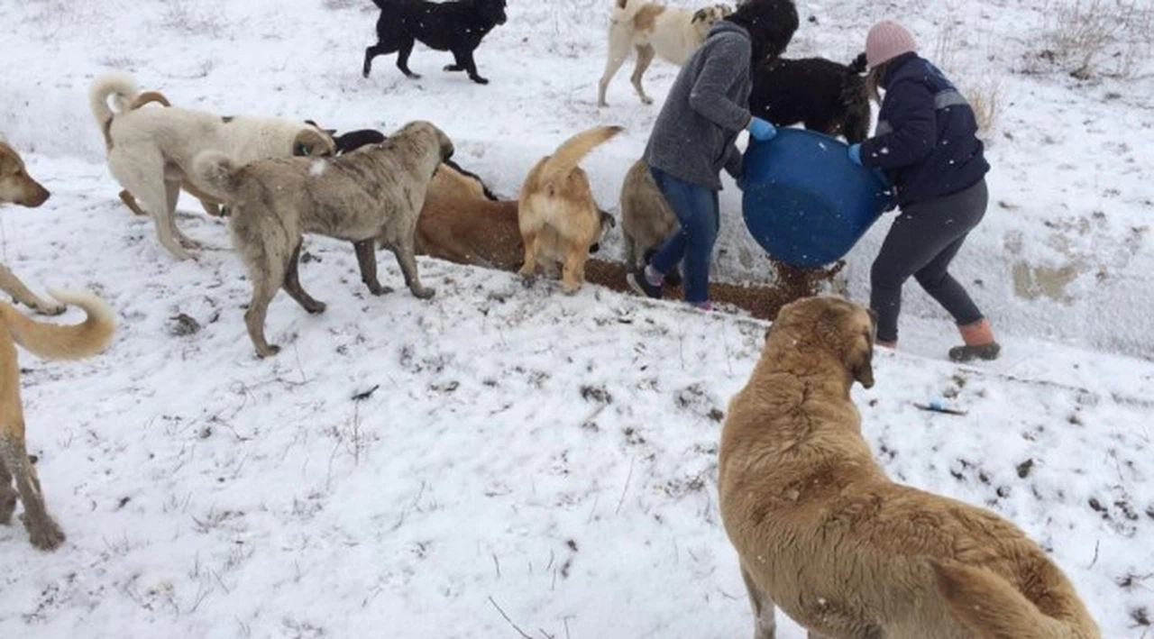 Çorum Belediye'si sokak hayvanlarına yem ve yiyecek bıraktı