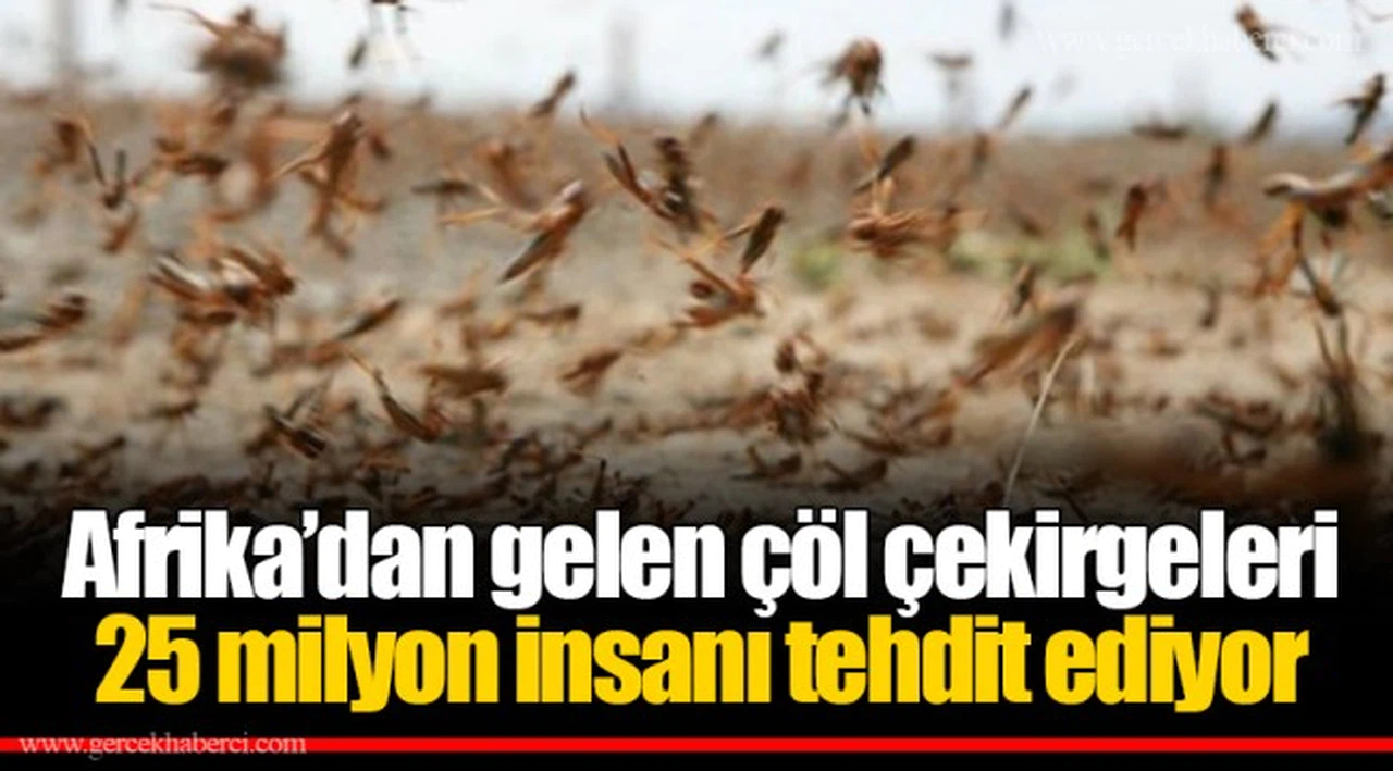 Afrika’dan gelen çöl çekirgeleri 25 milyon insanı tehdit ediyor