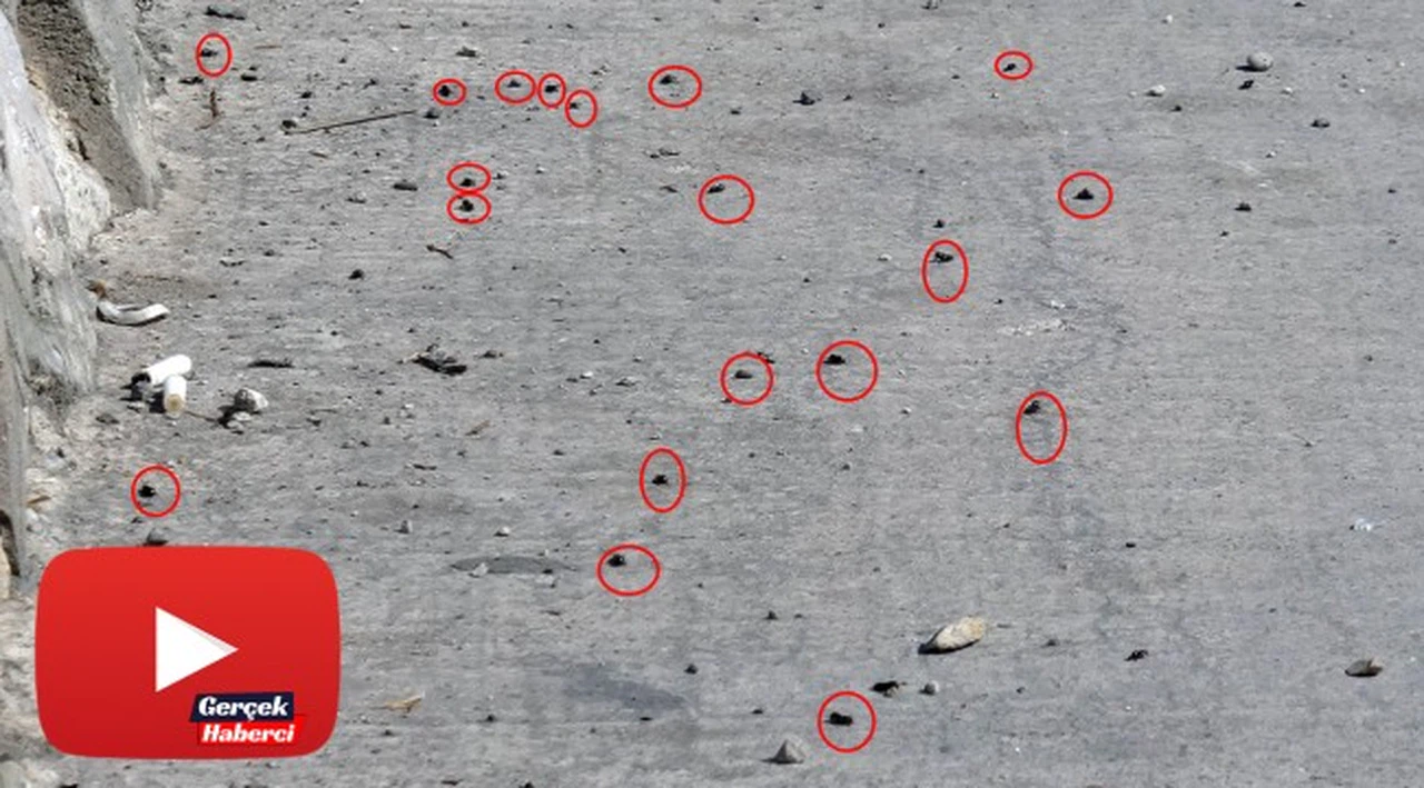 Karabük'te çekirge istilası korkuttu