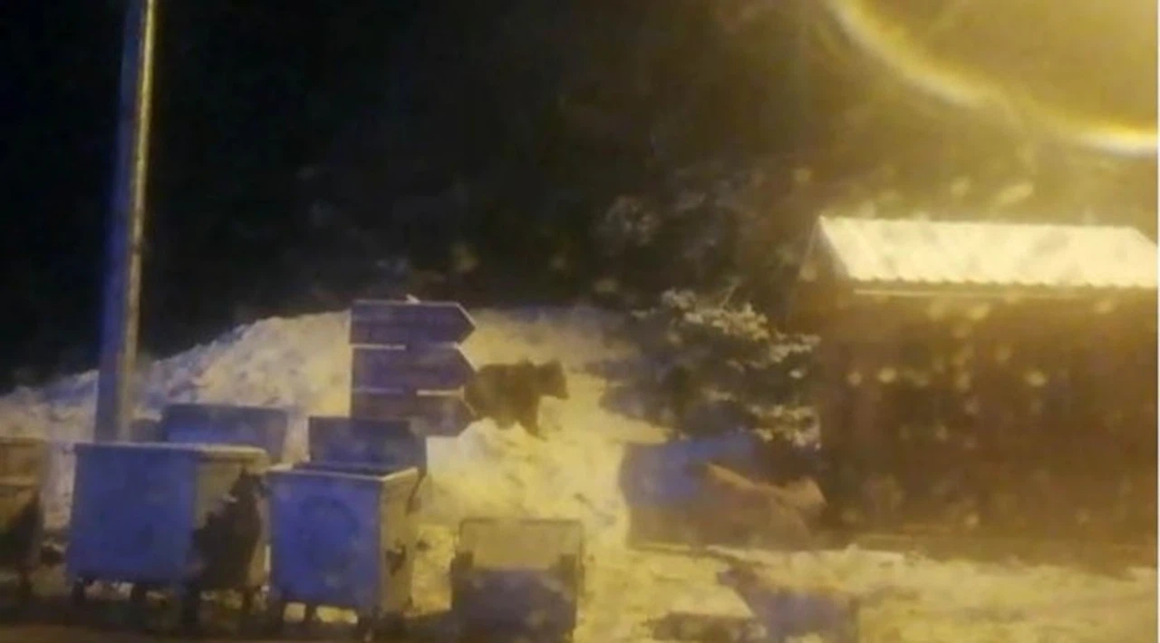Milli parklar kapatıldı, Uludağ’da doğal yaşam böyle görüntülendi
