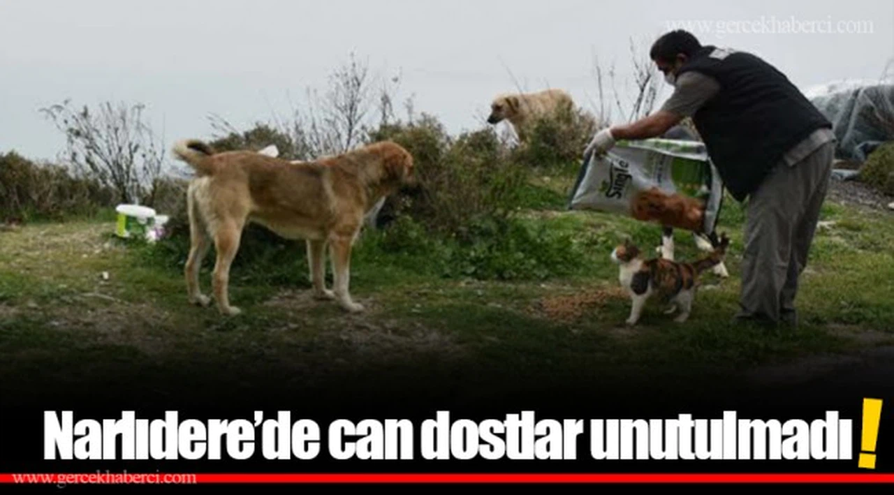 Narlıdere'de can dostlar unutulmadı!