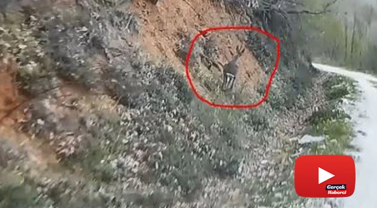 Av koruma çalışmaları esnasında ekiplere yakalanan Karaca'nın kaçış anları kamerada