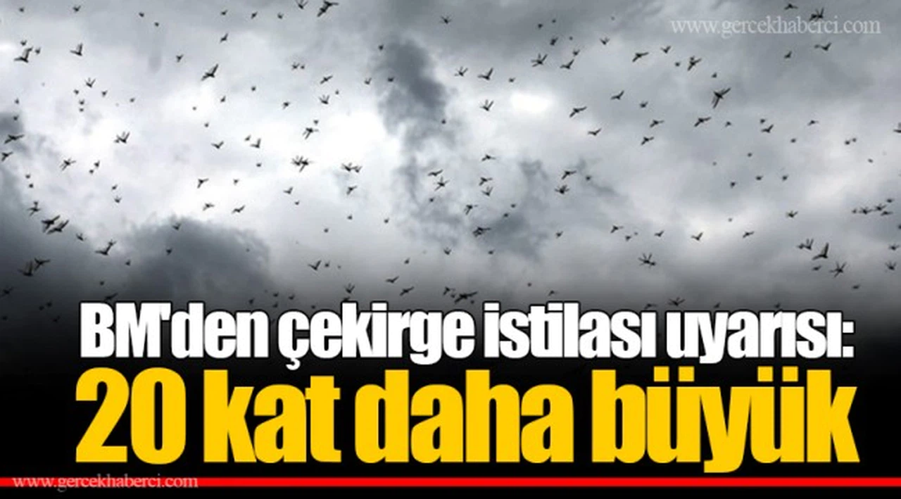 BM'den çekirge istilası uyarısı: 20 kat daha büyük