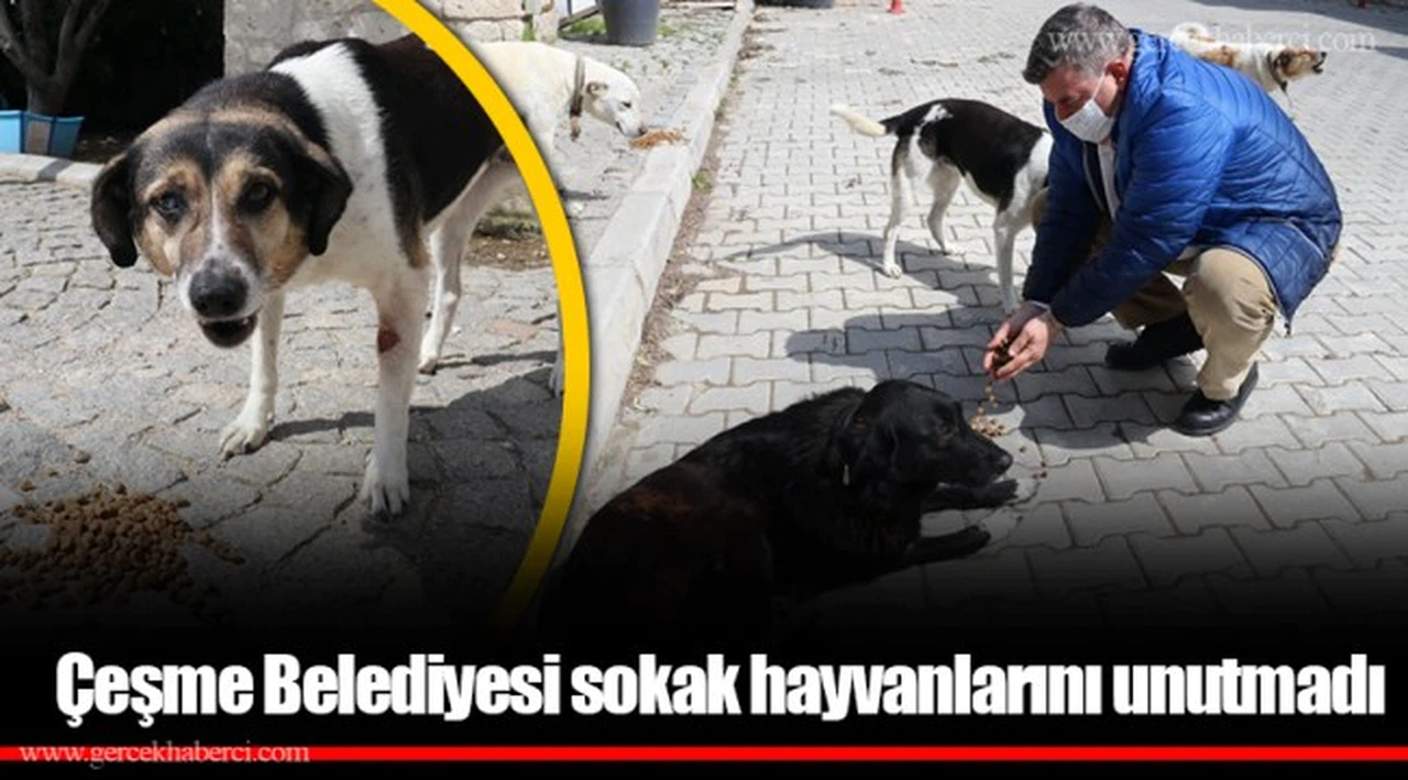 Çeşme Belediyesi sokak hayvanlarını unutmadı