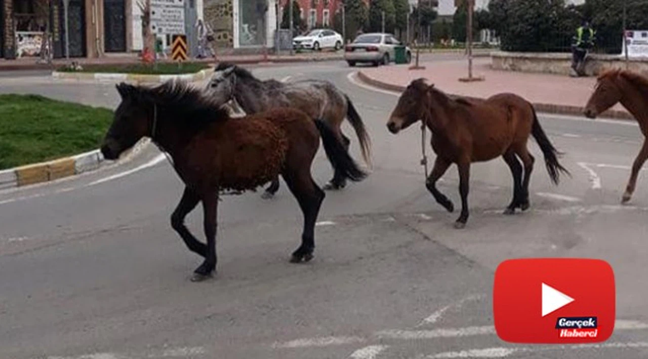 Koronayı fırsat bilen atlar sokağa indi