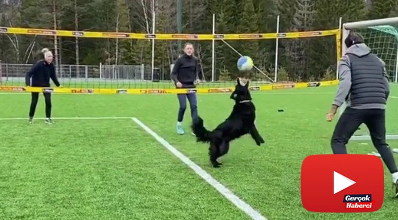 Norveçli voleybolcunun köpeğiyle antrenmanı hayran bıraktı