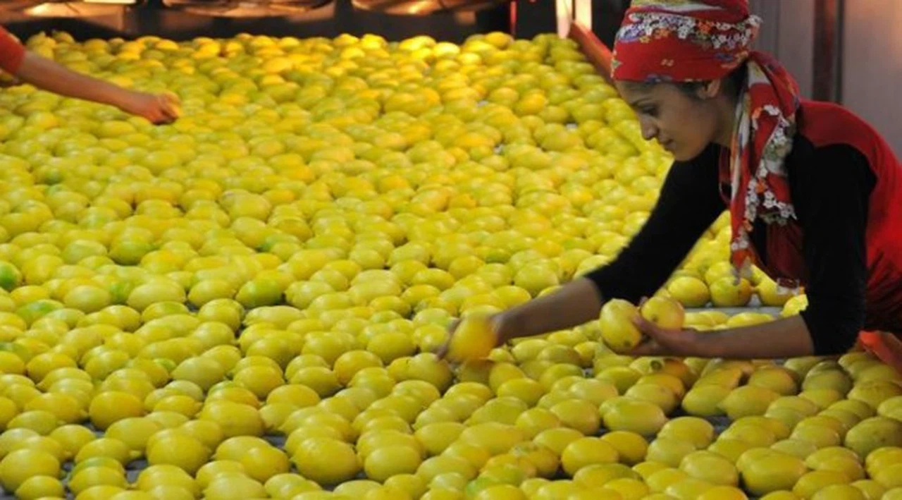 Virüs korkusu talebi arttırdı, limon ihracatı izne bağlandı