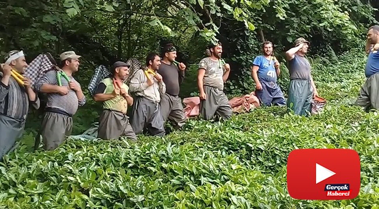 Çay işçiliğinin yevmiyesi artınca bahçelerde çalışma talebi çoğaldı