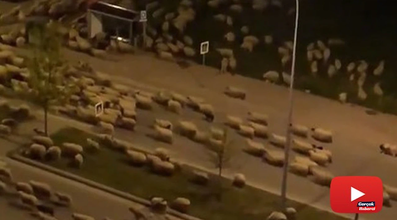 Koyun sürüsü caddeye indi