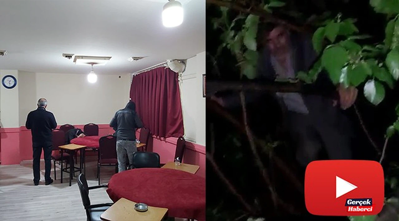 Kumar oynarken basıldı karanlıkta saklanmak için ağaca çıktı