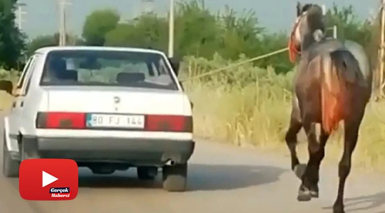 Otomobile bağladıkları atı metrelerce koşturdular