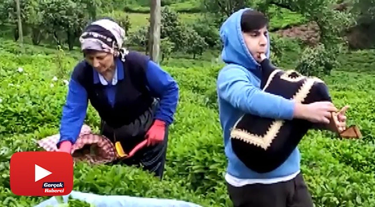 Rize’de çay üreticileri tulum ile müzik eşliğinde çay topladı