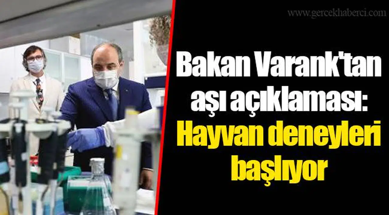 Bakan Varank'tan aşı açıklaması: Hayvan deneyleri başlıyor
